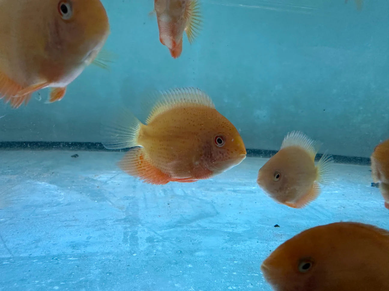 Red Spot Severum 5cm (Australian Bred)