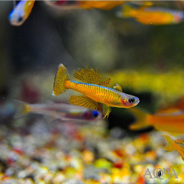 Ivanstoff’s Blue Eye Pseudomugil ivantsoffi