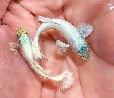Platinum Dumbo Guppy Pair 3cm