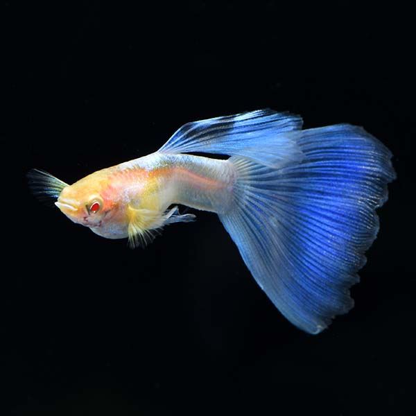 Albino Topaz Guppy Pair 3cm