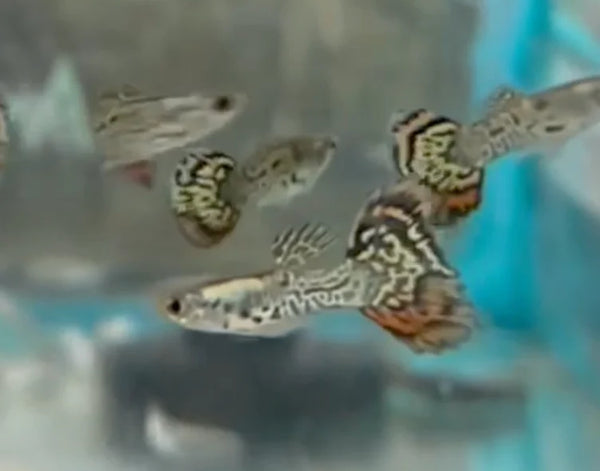 Fire Cobra Guppy Pair