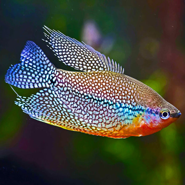 Pearl Gourami 3cm