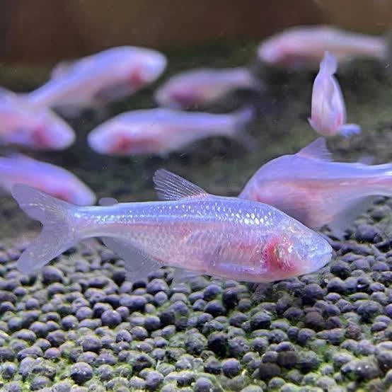 Blind Cave Tetra 3cm (Group of 5)