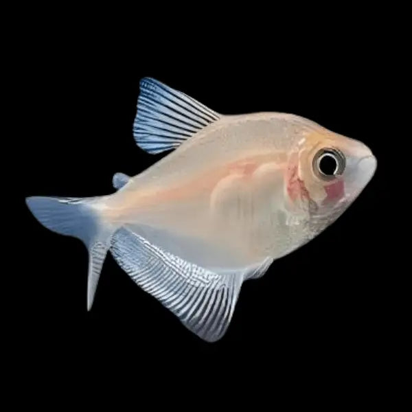 White Widow / White Skirt Tetra 3cm (Group of 5)