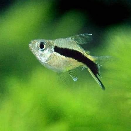 Balloon Penguin Tetra 3cm (Group of 5)