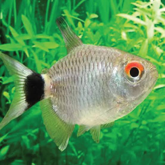 Red Eye Balloon Tetra 2.5cm (Group of 5)