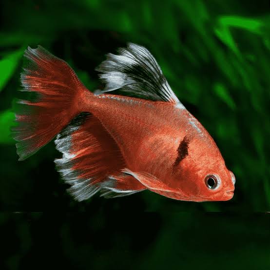 Long Fin Serpae Tetra 3cm (Group of 5)