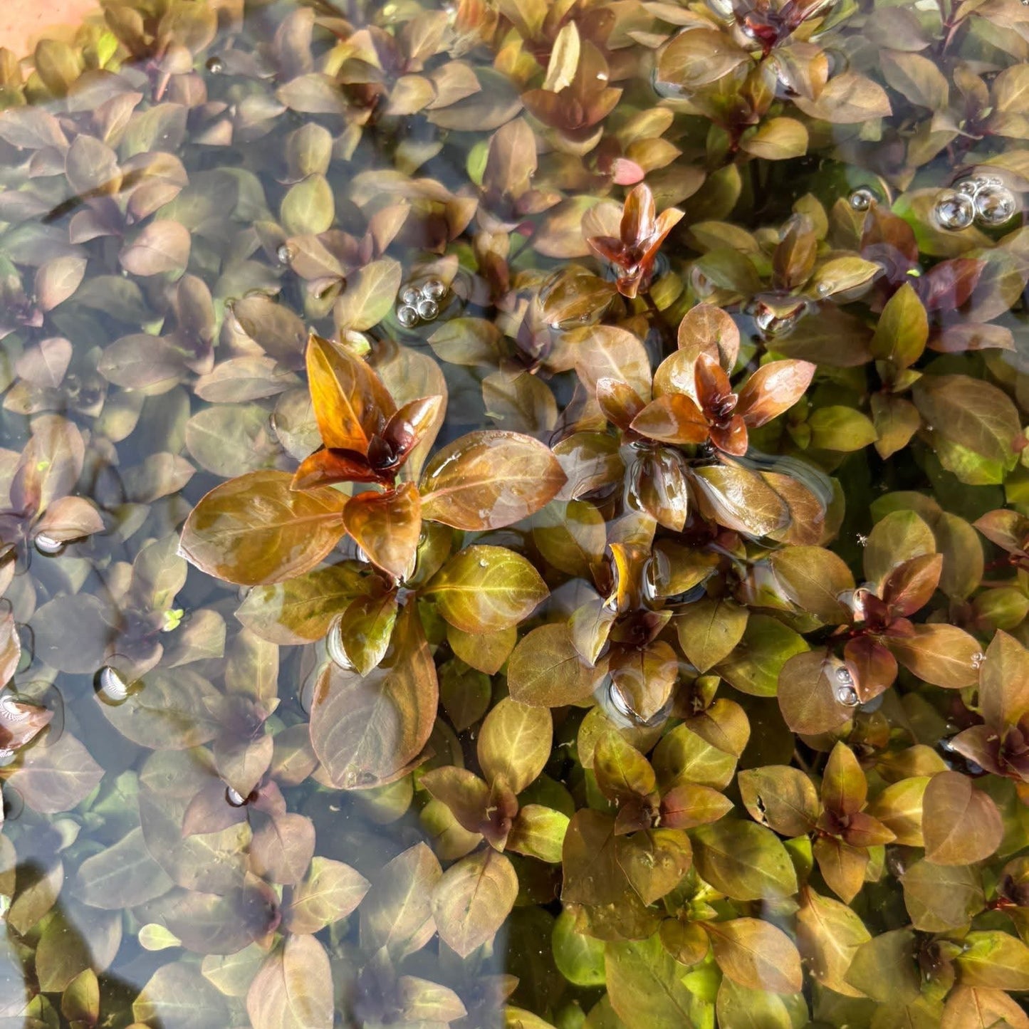 Ludwigia repens ‘Rubin’