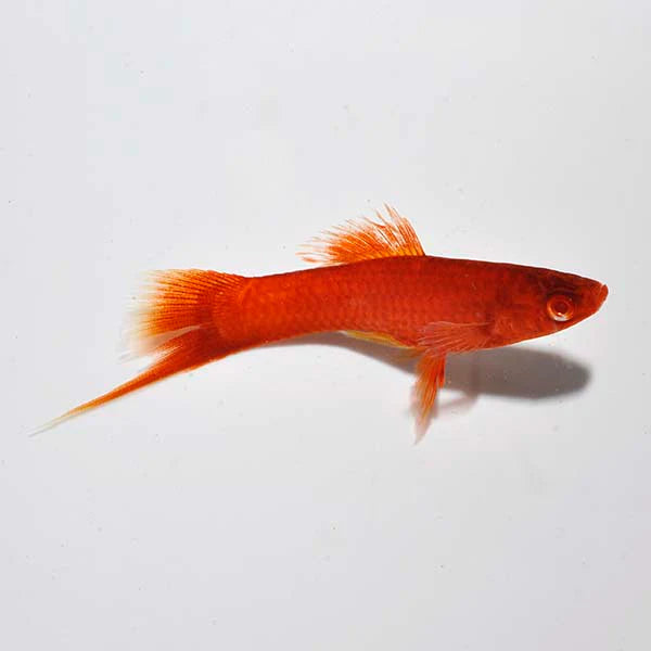 Bloodred Firecracker Swordtail 3.5cm