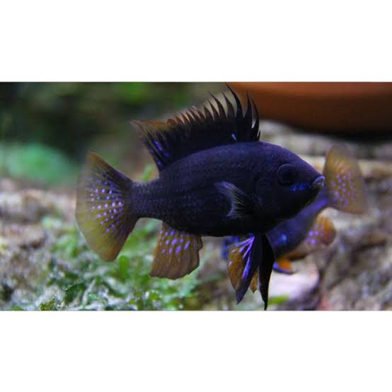 Dark Knight Ram 4cm