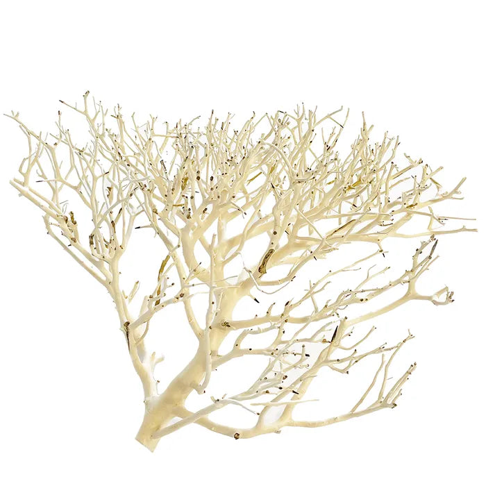 Coral Wood Driftwood