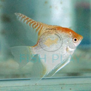 Red Cap Diamond Angelfish 3.5cm