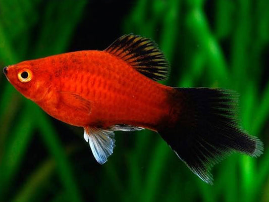 Spade Tail Platy 3cm