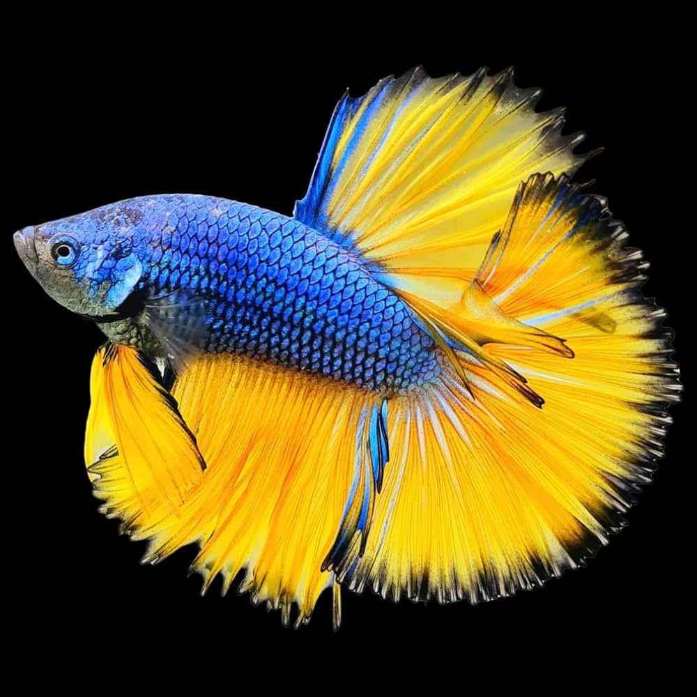 Mustard Halfmoon Male Betta 5cm