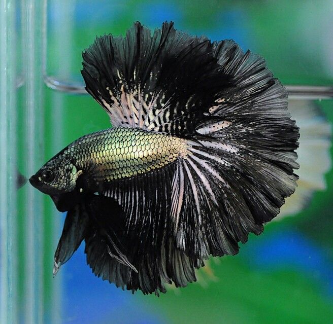 Copper Black Halfmoon Male Betta 5cm