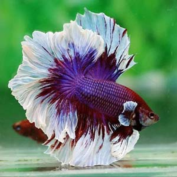 Assorted Rosetail Halfmoon Male Betta 5cm