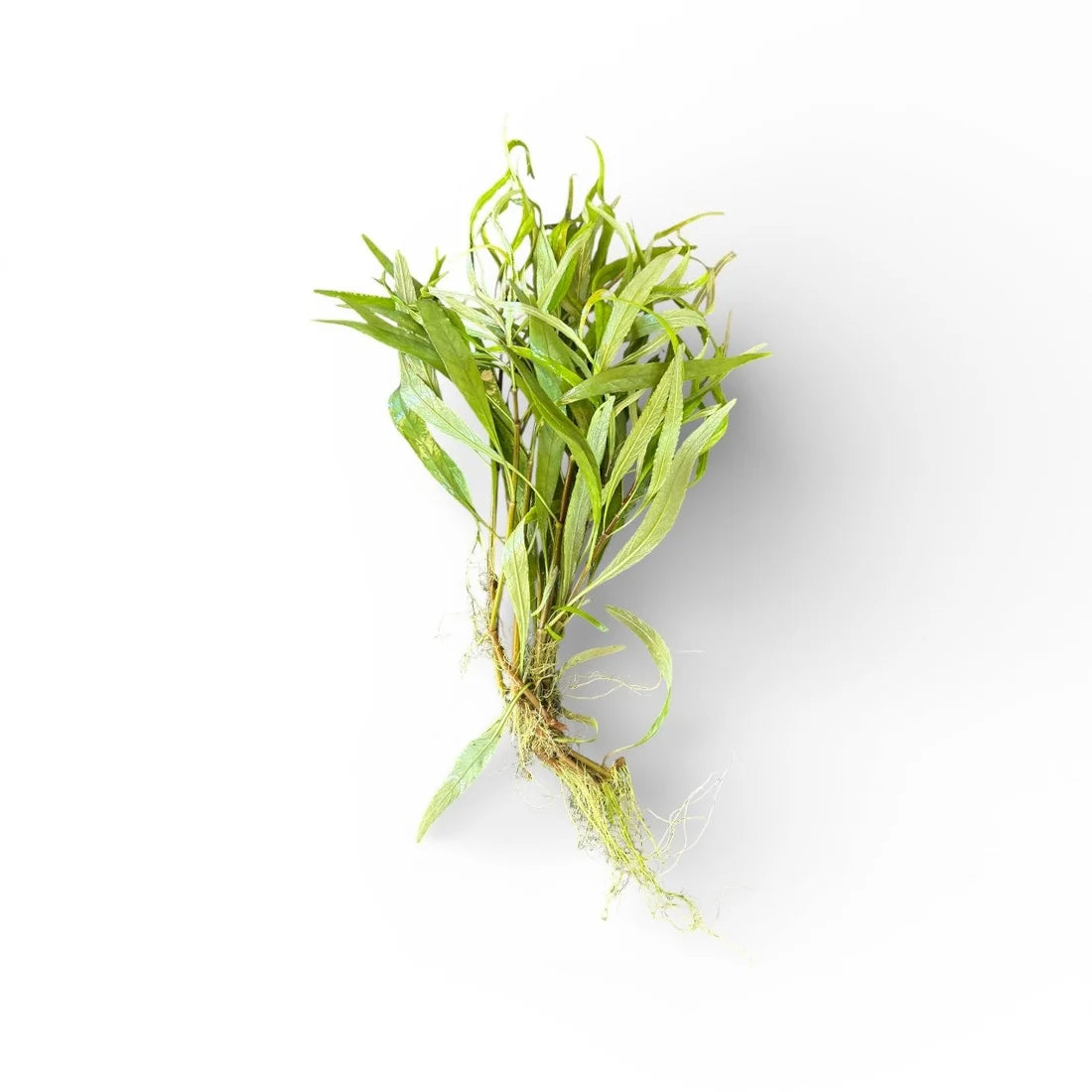 Hygrophila salici (Willow leaf)