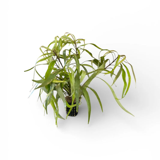 Hygrophila salici (Willow leaf)