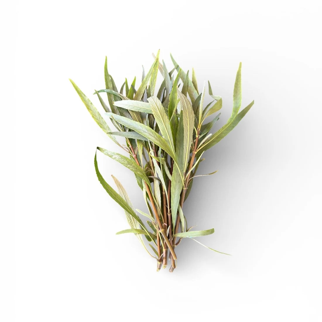 Hygrophila salici (Willow leaf)