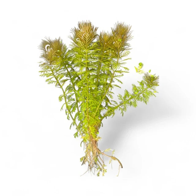 Myriophyllum Roraimi Bronze Milfoil
