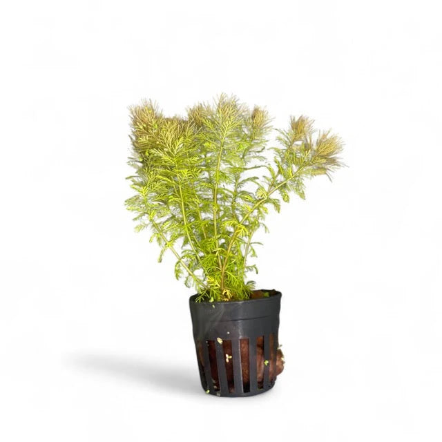 Myriophyllum Roraimi Bronze Milfoil