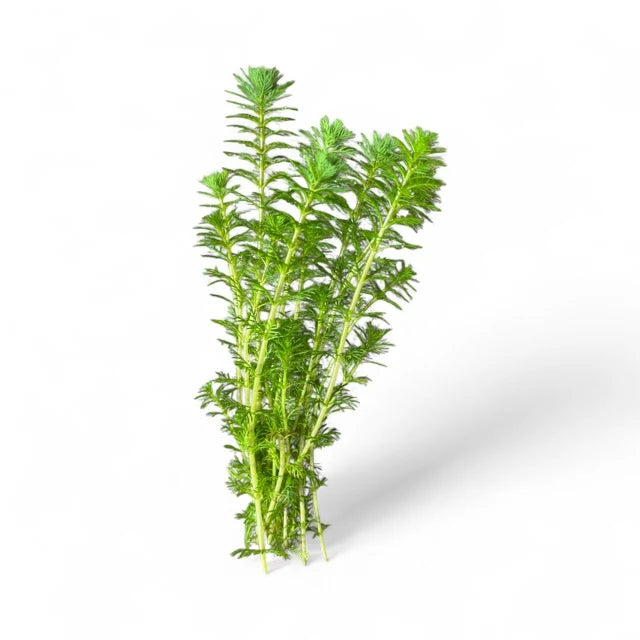 Myriophyllum Roraimi Bronze Milfoil