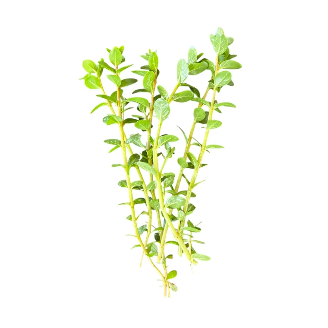 Rotala 'bloodii' Blood Red