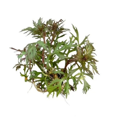 Hyptis Laciniata