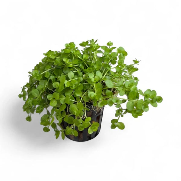 Micranthemum umbrosum