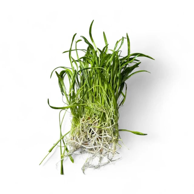 Lilaeopsis novaezlandiae (Micro Sword)