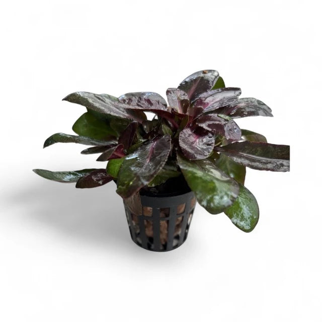 Lobelia cardinalis