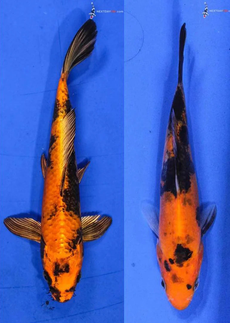 Hi Utsuri Koi 9cm