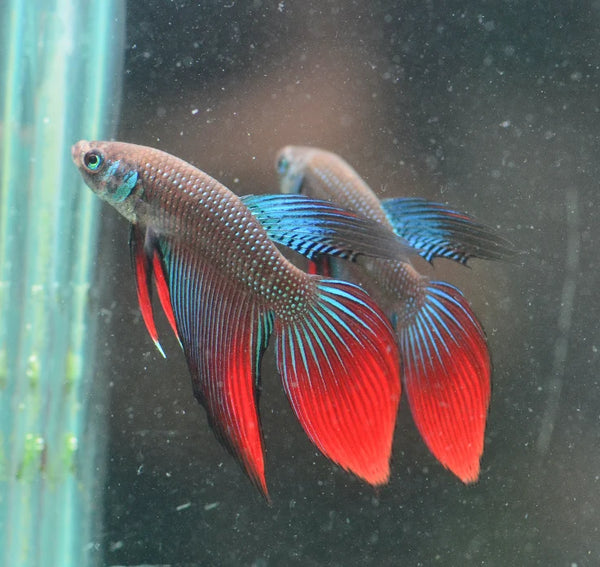 Blue Green Betta Imbellis Long Fin Pair 3-4cm