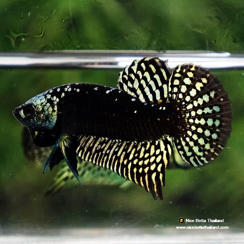 Samarai Male Betta