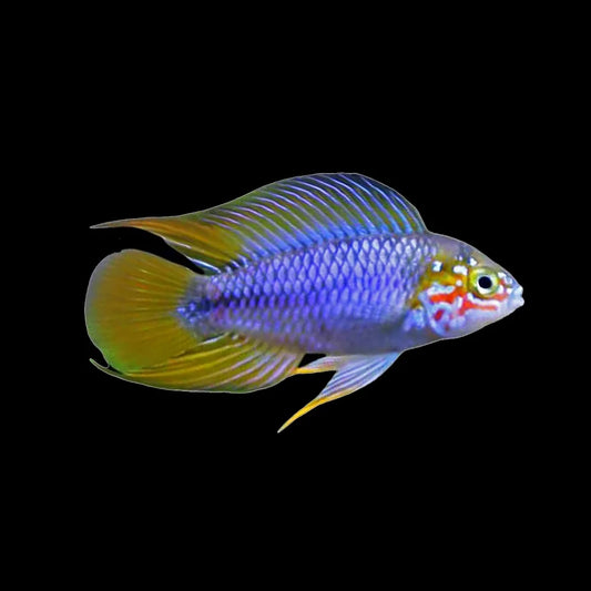 Apistogramma Borellii Opal