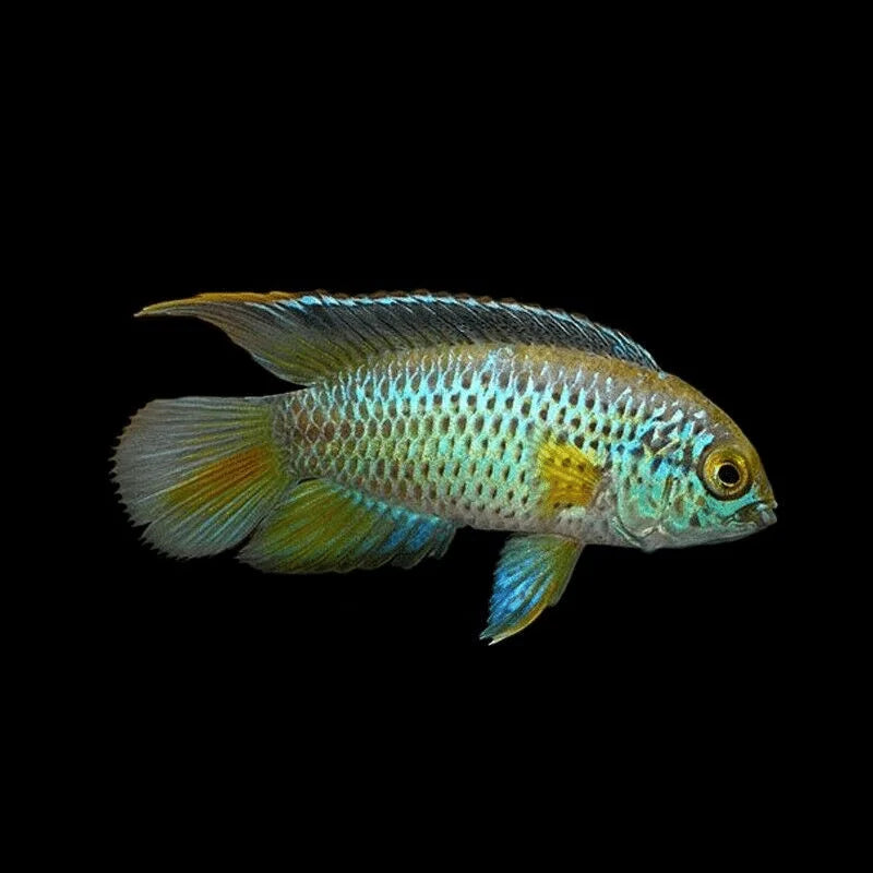 Golden Dwarf Cichlid Nannacara Anomala