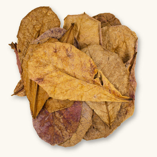 Indian Almond Leaves 10cm+