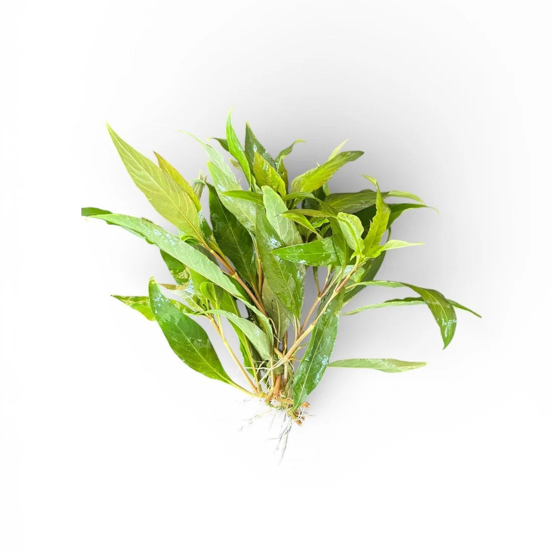 Hygrophila corymbosa 'Stricta'