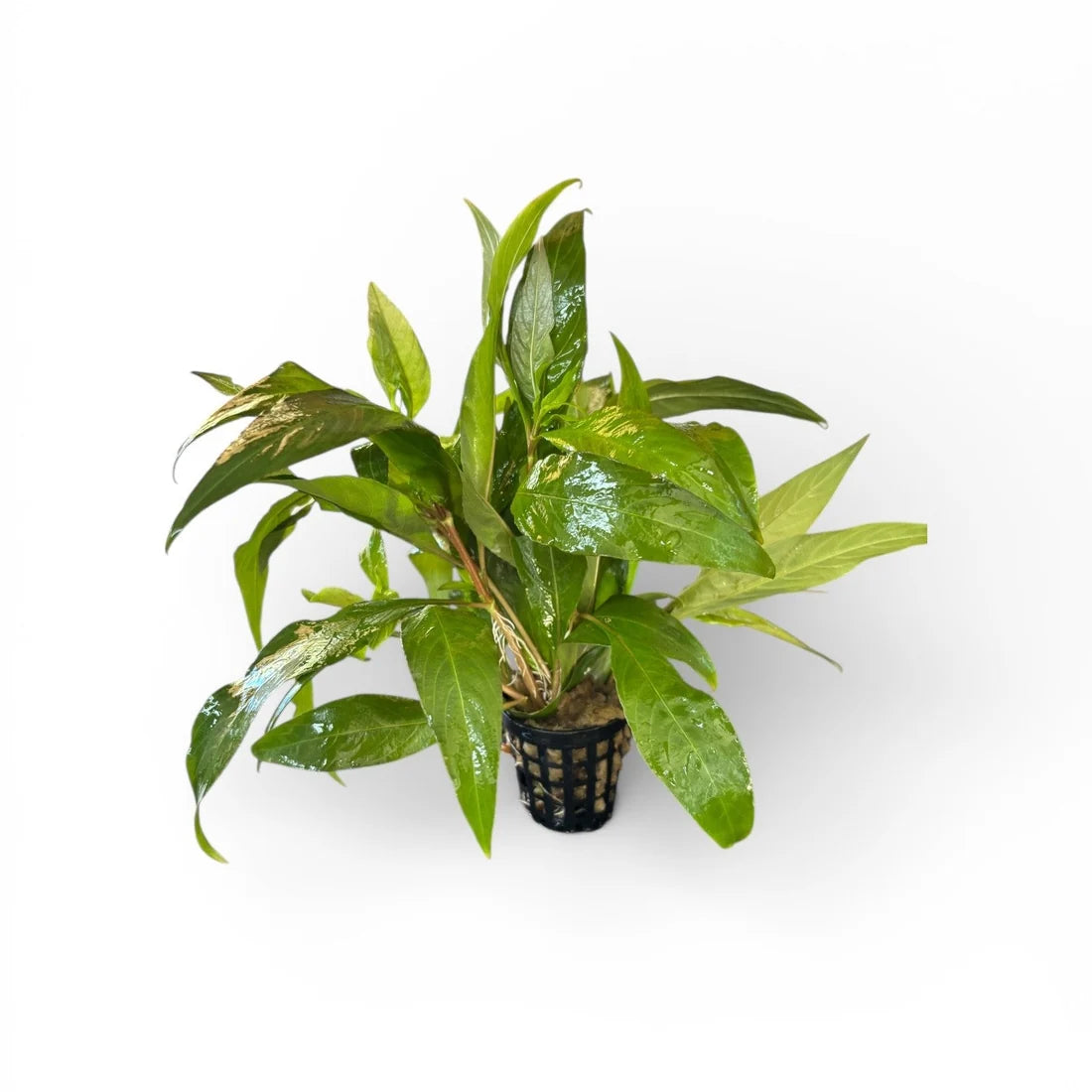 Hygrophila corymbosa 'Stricta'
