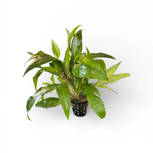 Hygrophila corymbosa 'Stricta'