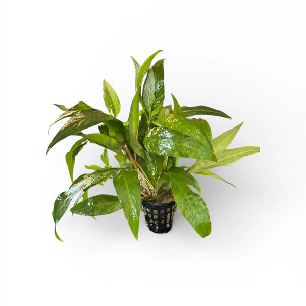 Hygrophila corymbosa 'Stricta'