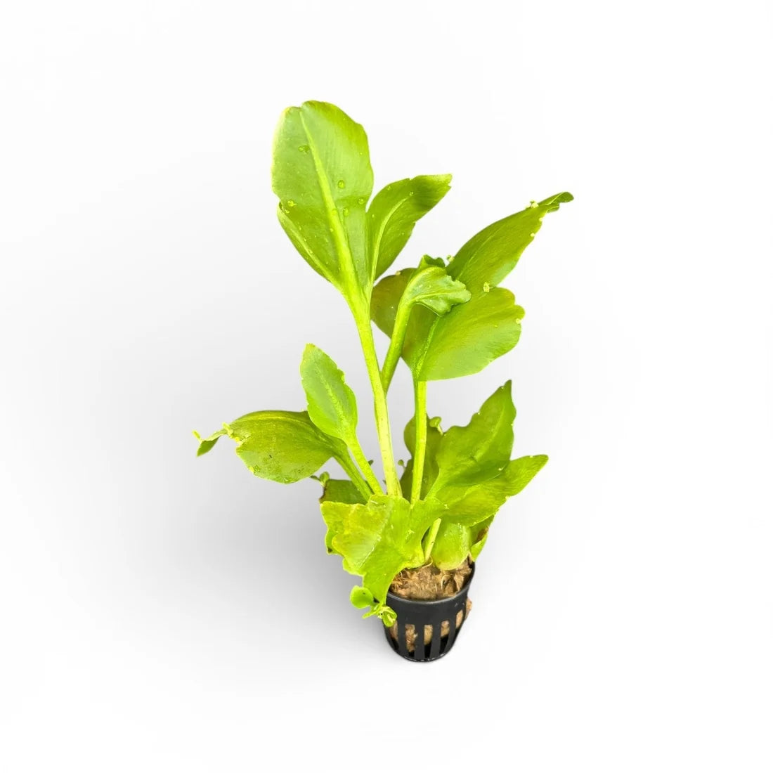 Ceratopteris pteridoides antler fern