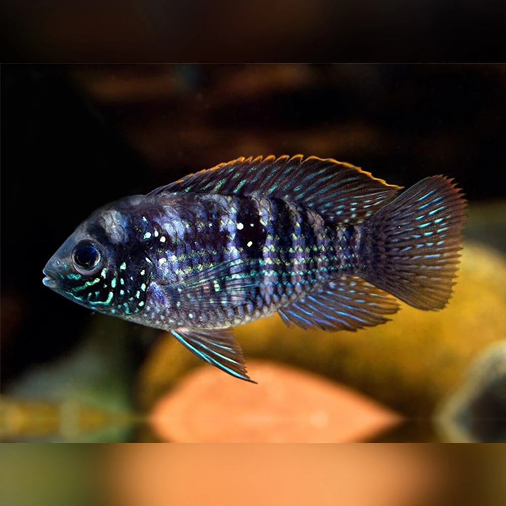 Blue Acara Locally Bred