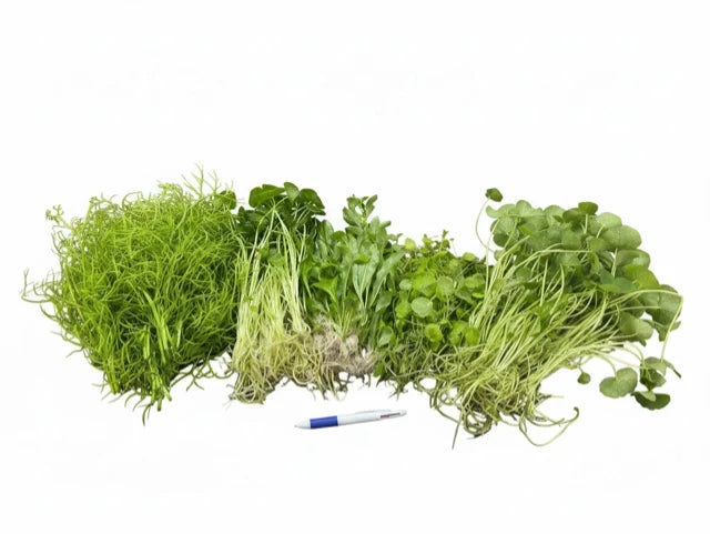 Premium Tall Plant Bundle 50x Bunches FREE SHIPPING
