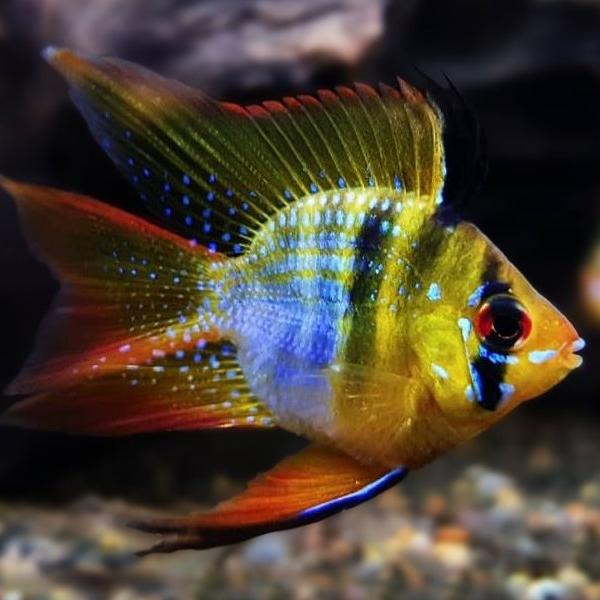 German Blue Balloon Ram 3cm