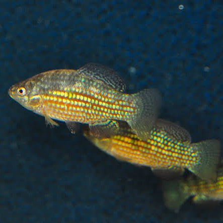 Florida Flagfish 4cm