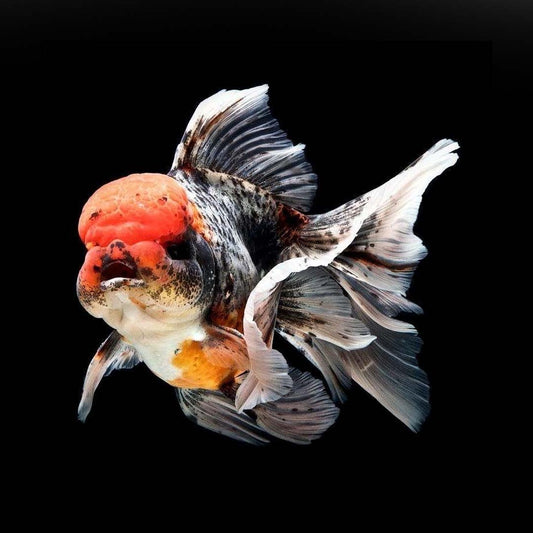 Calico Oranda Goldfish