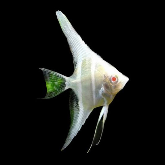 Albino Dantum Angelfish (RARE) 5cm