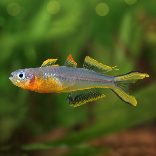 Forktail Blue Eyes 3cm