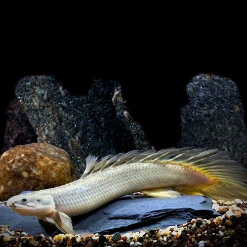 Senegal Bichir 15cm